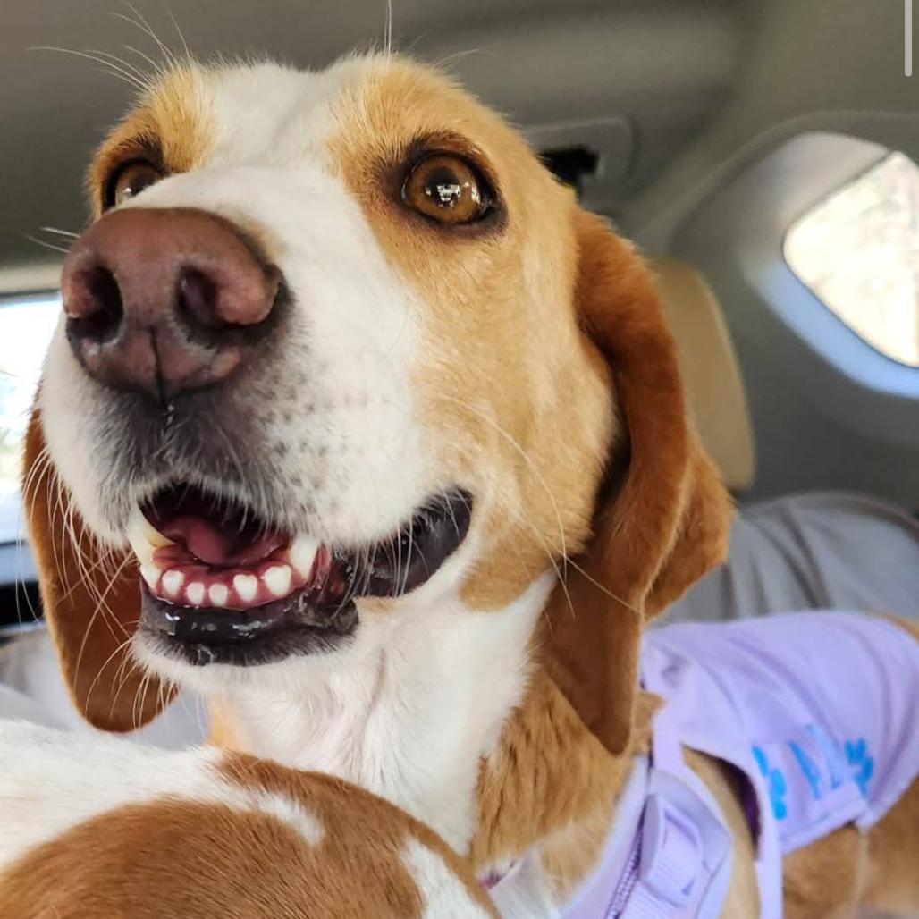 Fiona, a Adoptable mixed breed in Windsor, VA image 6/6