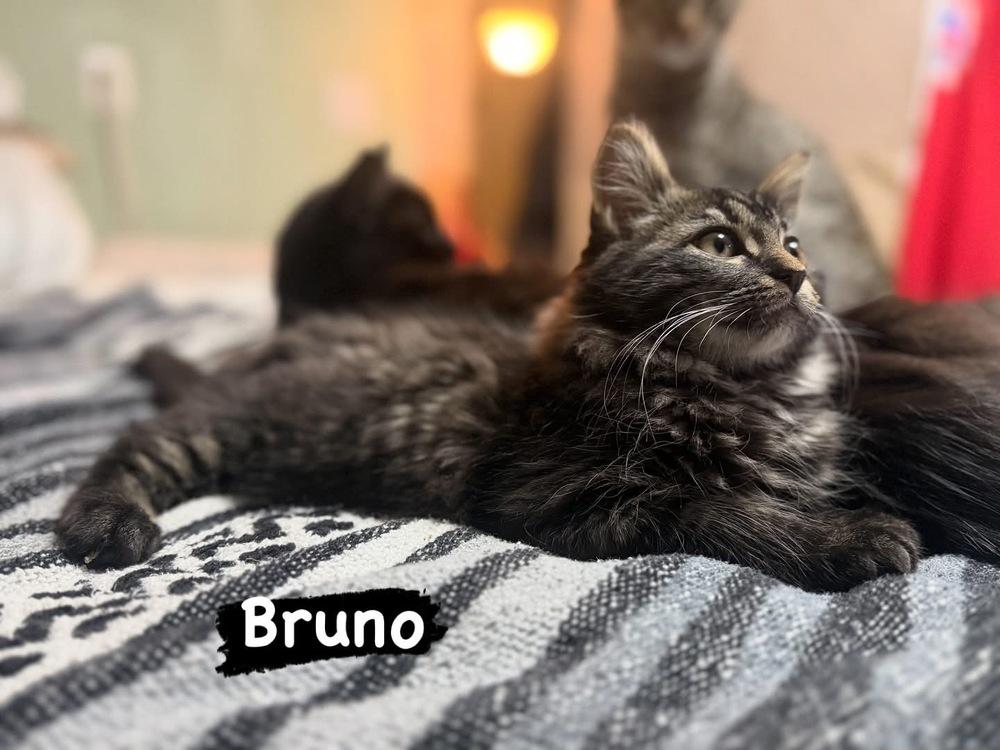 Bruno thumbnail 2