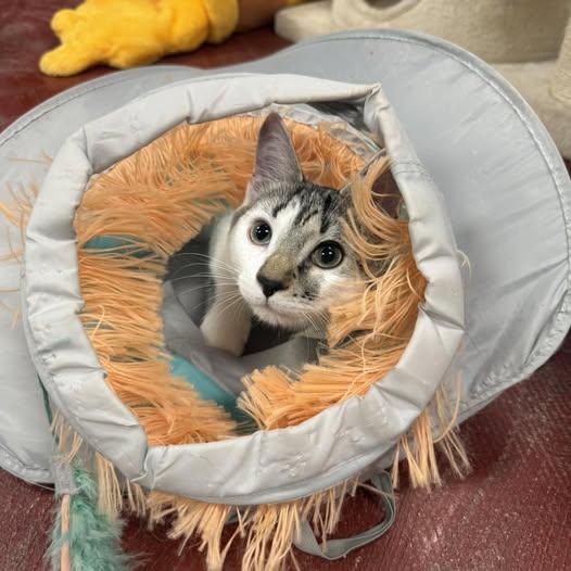 Auggie, a Adoptable Domestic Short Hair in Stone Mountain, GA image 1/3