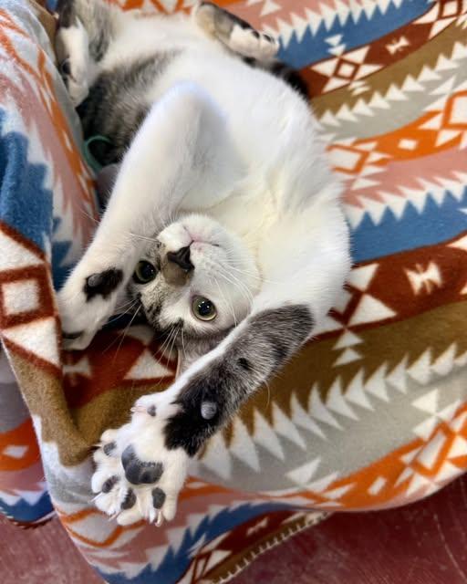 Enlarge Auggie, a Adoptable Domestic Short Hair in Stone Mountain, GA image 1/3