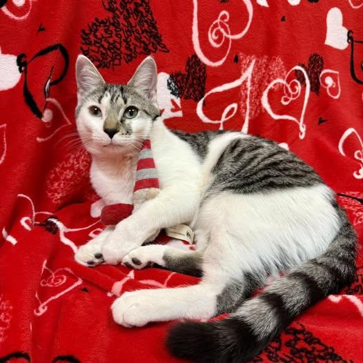Auggie, a Adoptable Domestic Short Hair in Stone Mountain, GA image 2/3