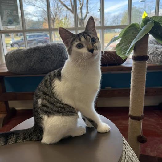 Auggie, a Adoptable Domestic Short Hair in Stone Mountain, GA image 3/3