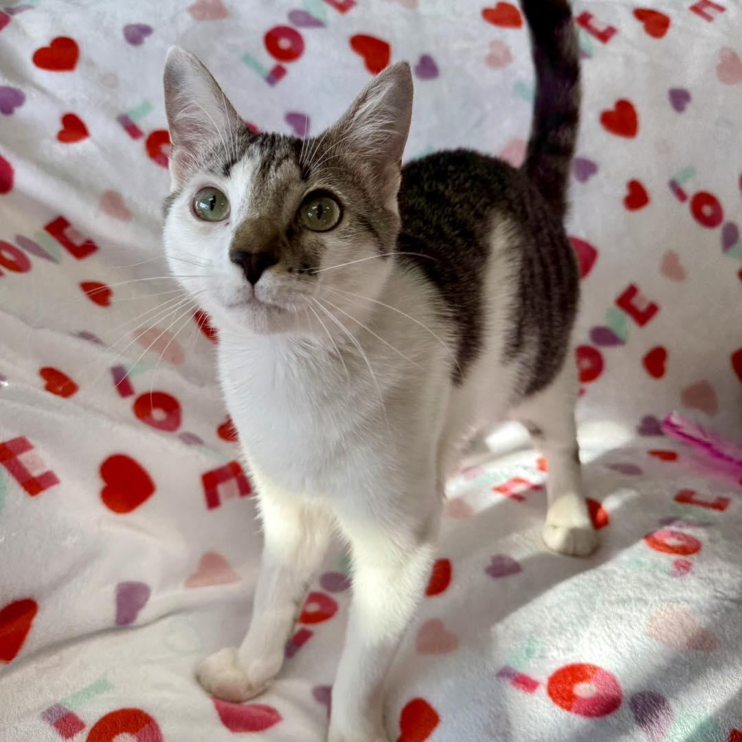 Enlarge Auggie, a Adoptable Domestic Short Hair in Stone Mountain, GA image 3/3