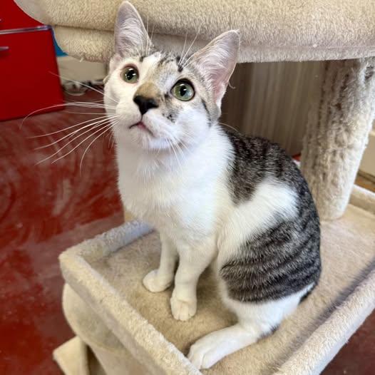 Enlarge Auggie, a Adoptable Domestic Short Hair in Stone Mountain, GA image 3/3