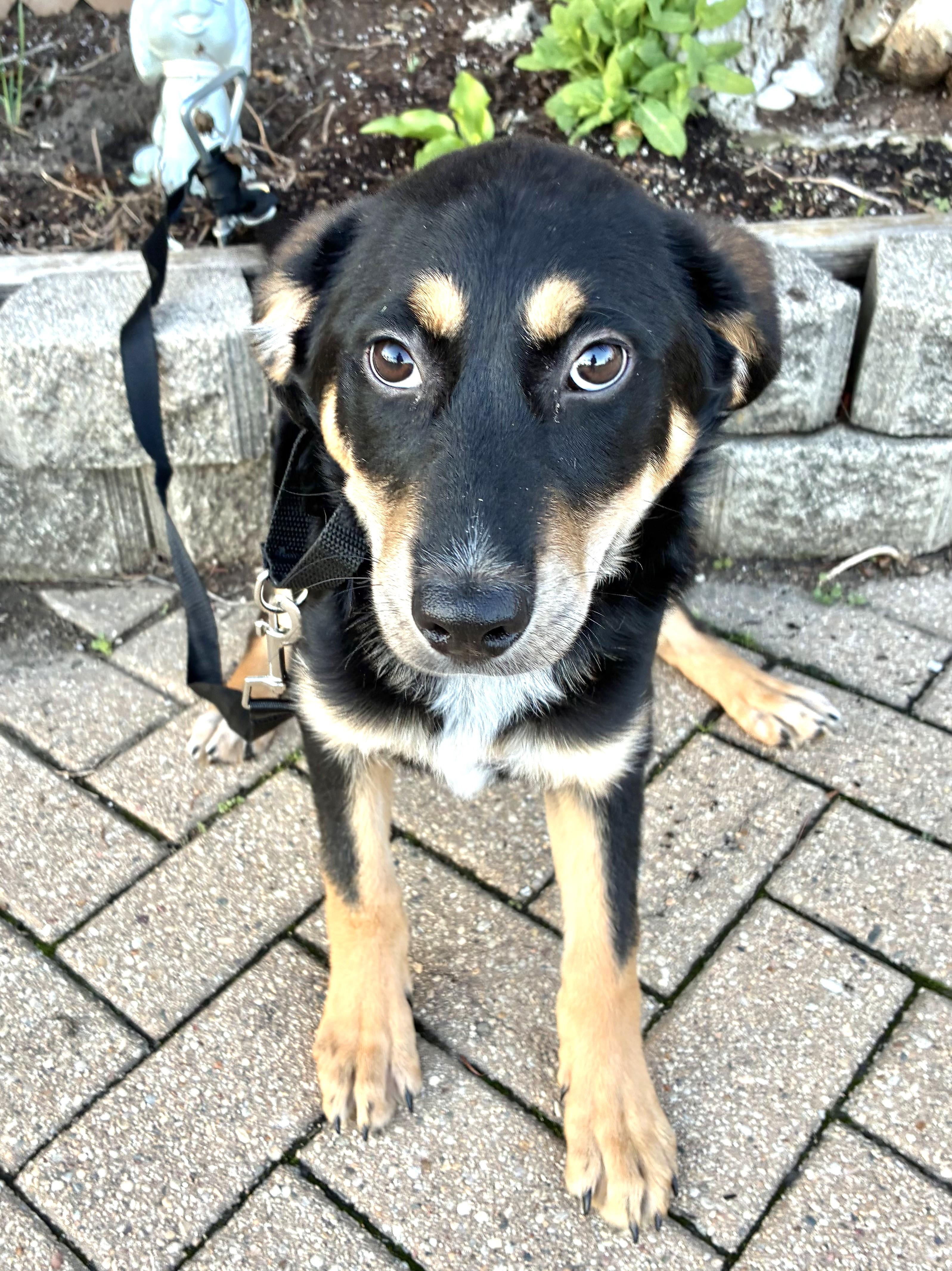 Enlarge Rosey, a ADOPTABLE mixed breed in West Chicago, IL image 1/3