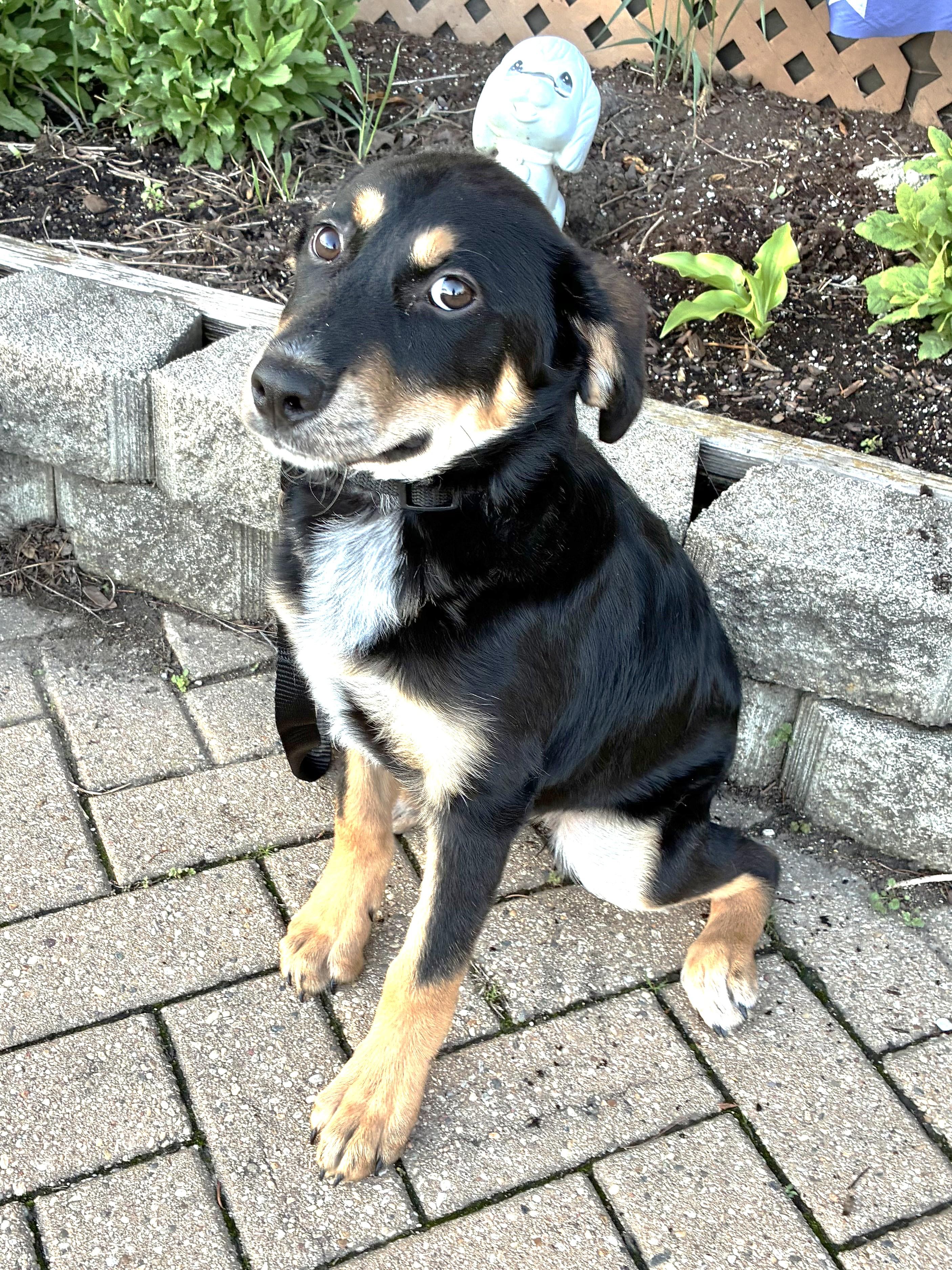 Enlarge Rosey, a ADOPTABLE mixed breed in West Chicago, IL image 2/3