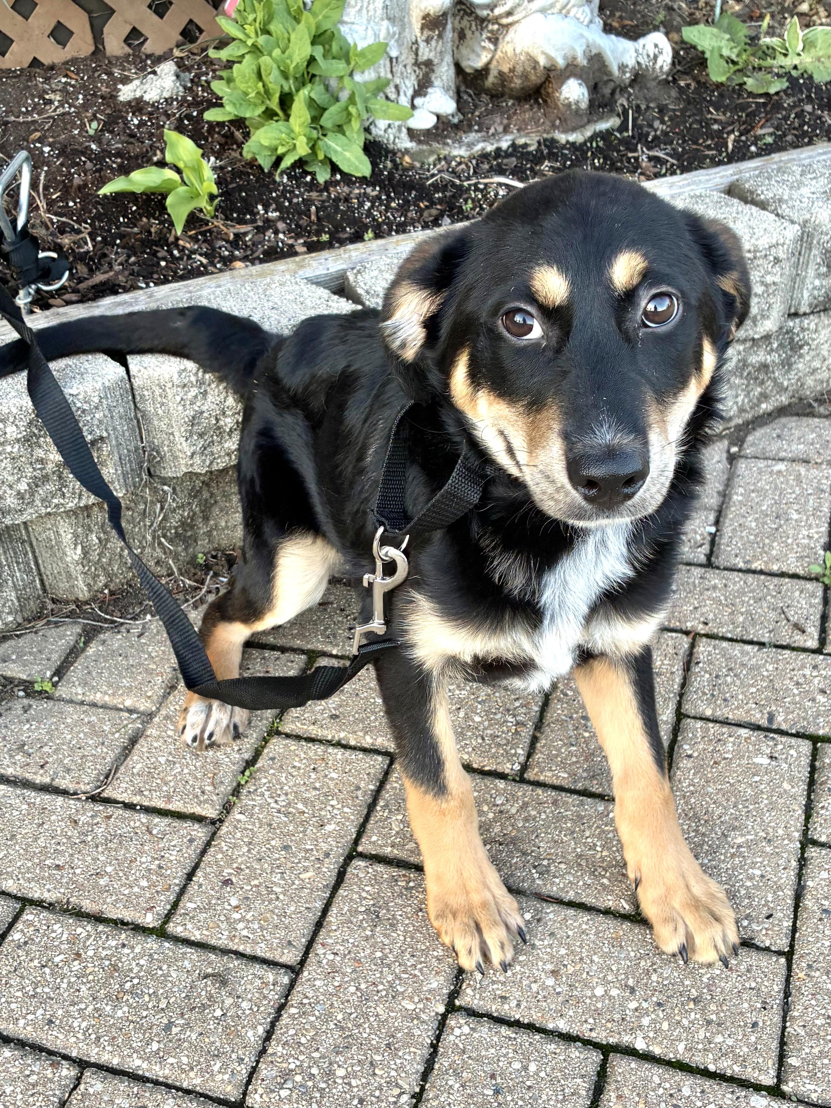 Enlarge Rosey, a ADOPTABLE mixed breed in West Chicago, IL image 3/3