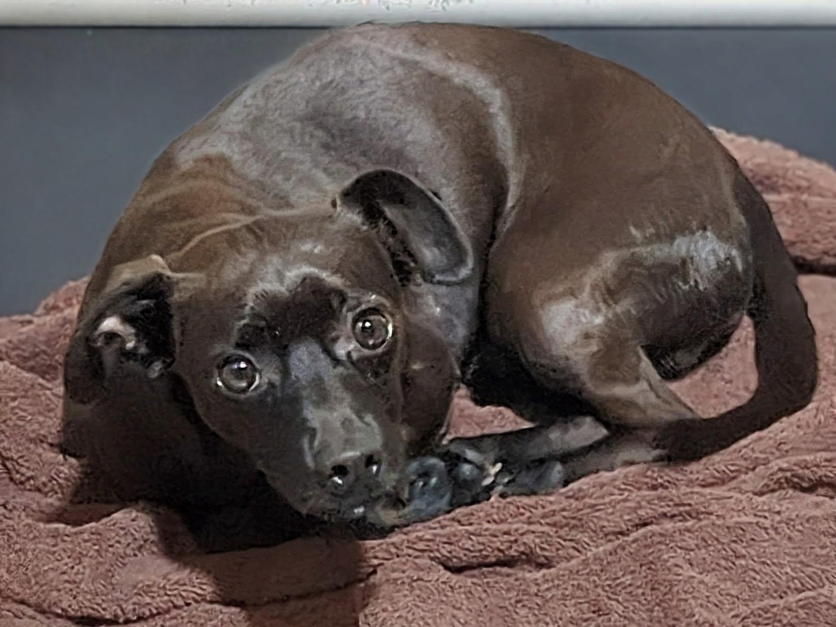 Enlarge Jackl, an adopted mixed breed in Jackson, GA image 1/1