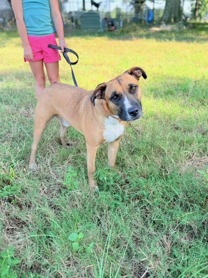 Peanut, Adoptable, Young Male Pit Bull Terrier.