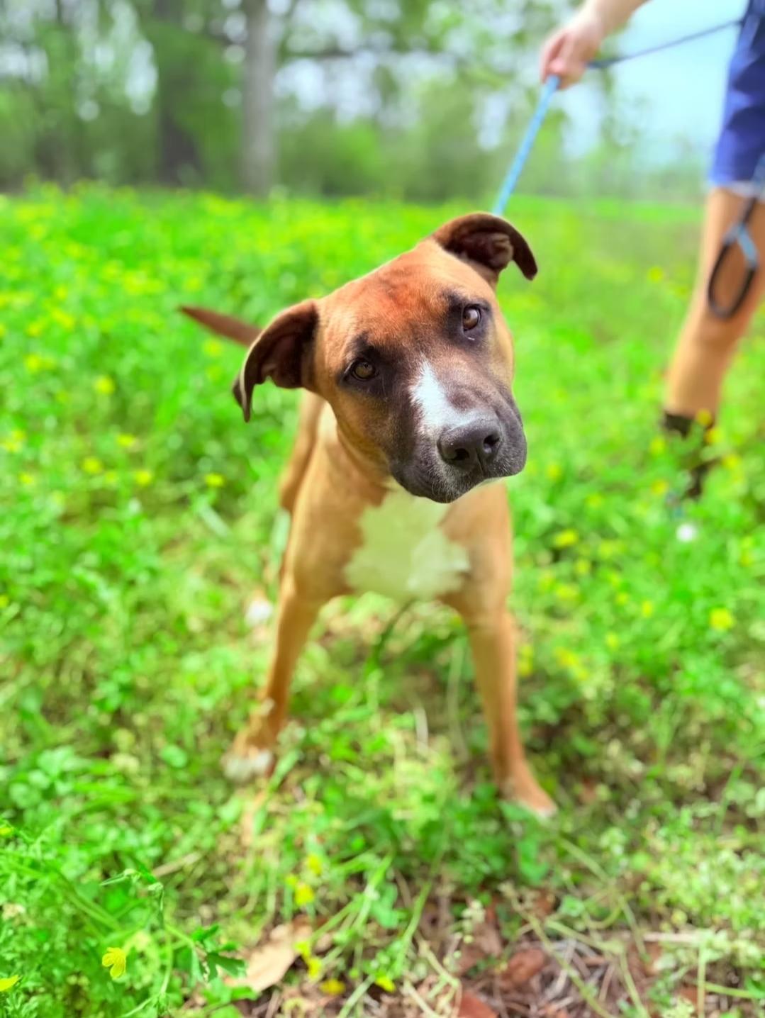Peanut, Young Male Pit Bull Terrier