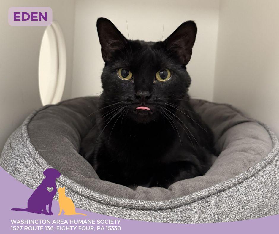 Enlarge Eden, an adopted mixed breed in Eighty Four, PA image 1/1