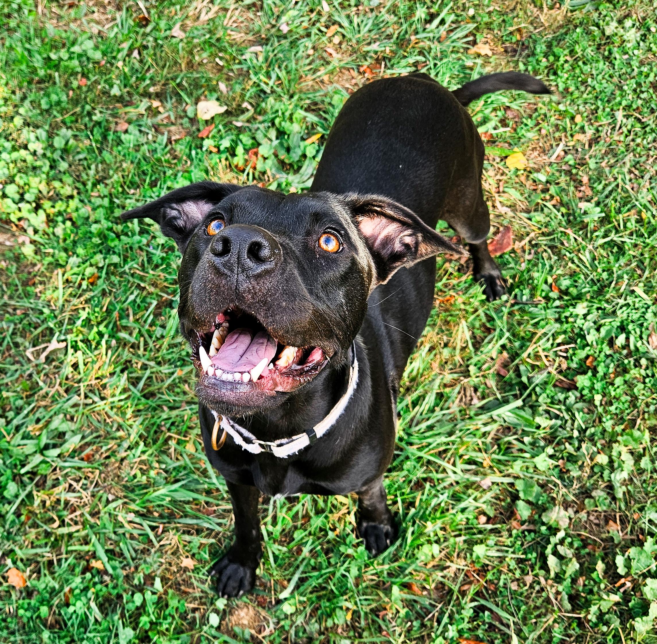 Tula - COURTESY POST, adopted, Adult Female Boxer & Black Labrador Retriever.