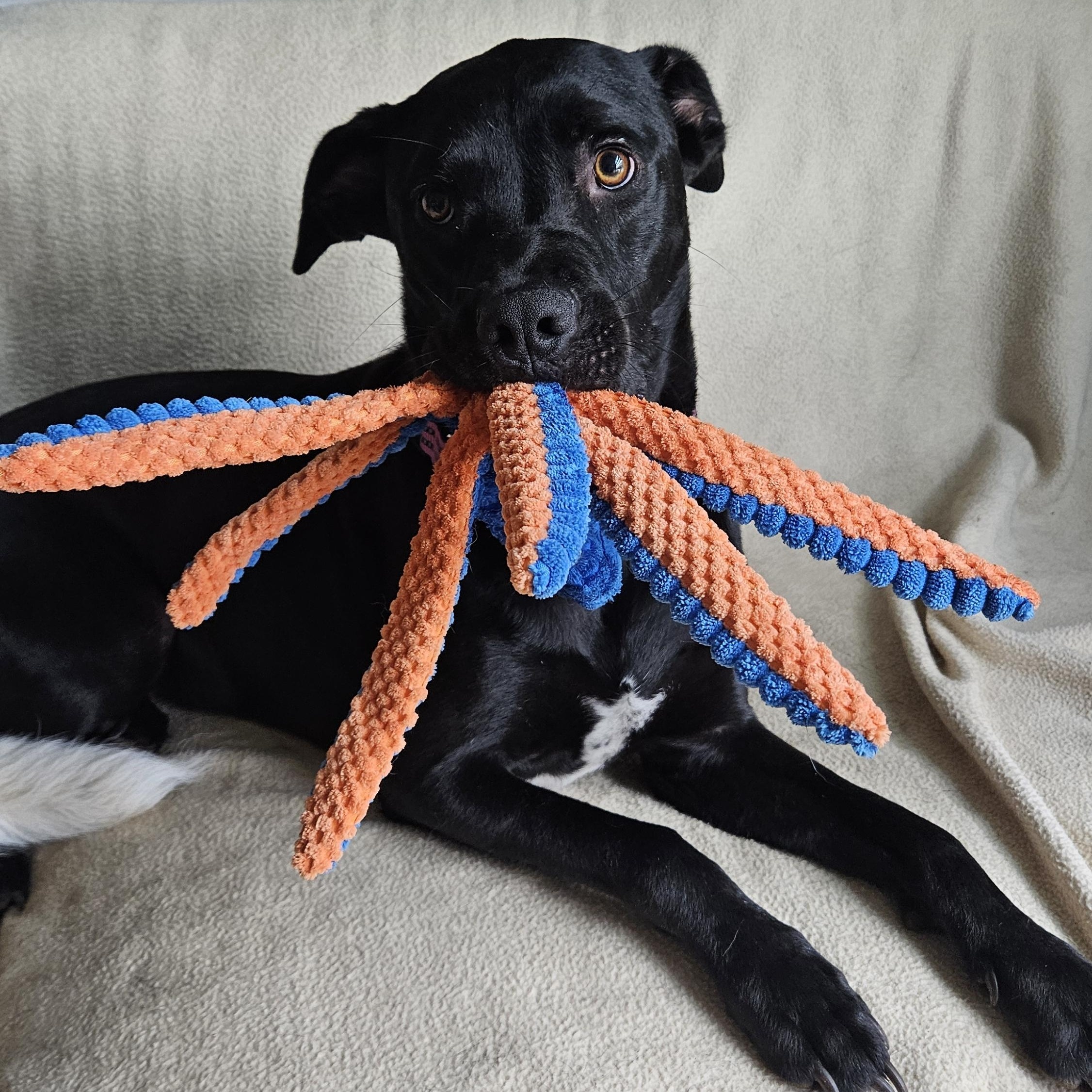 Enlarge Tula - COURTESY POST, an adopted mixed breed in Clyde, NC image 4/4