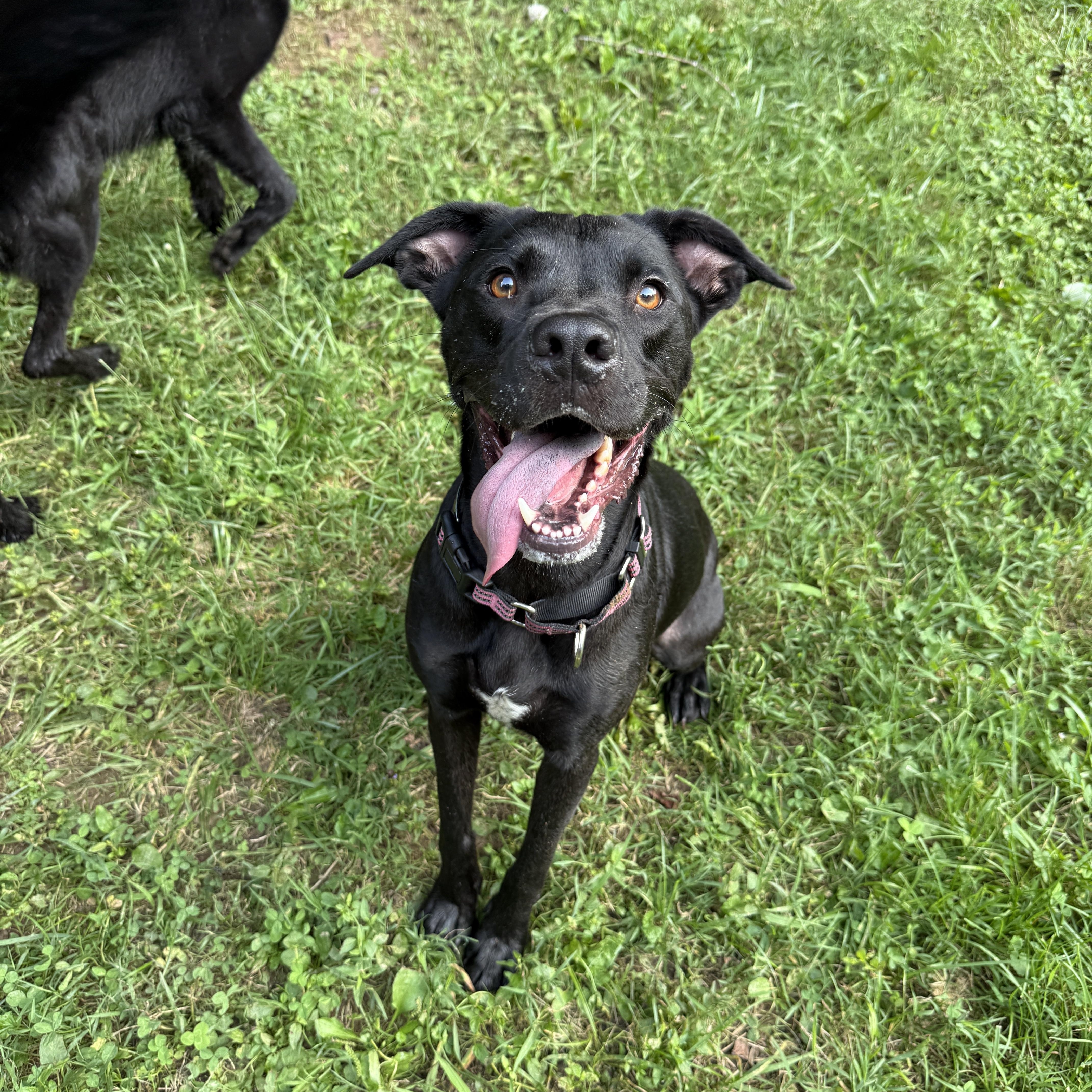 Enlarge Tula - COURTESY POST, an adopted mixed breed in Clyde, NC image 3/4