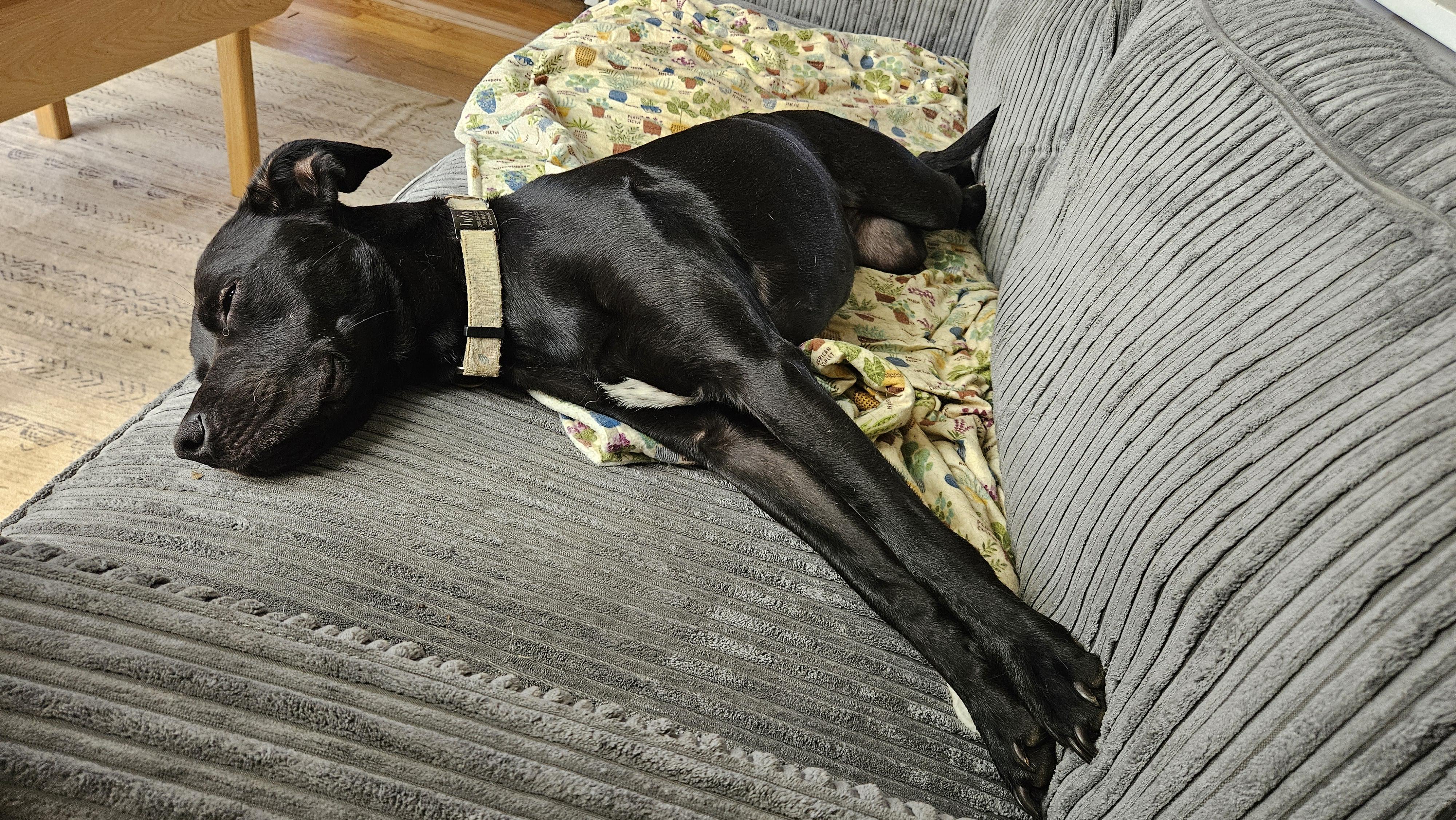 Enlarge Tula - COURTESY POST, an adopted mixed breed in Clyde, NC image 2/4