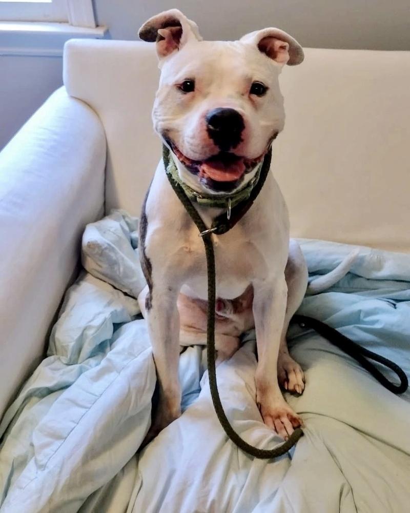 Cosmo, Adoptable, Adult Male American Staffordshire Terrier & Pit Bull Terrier.