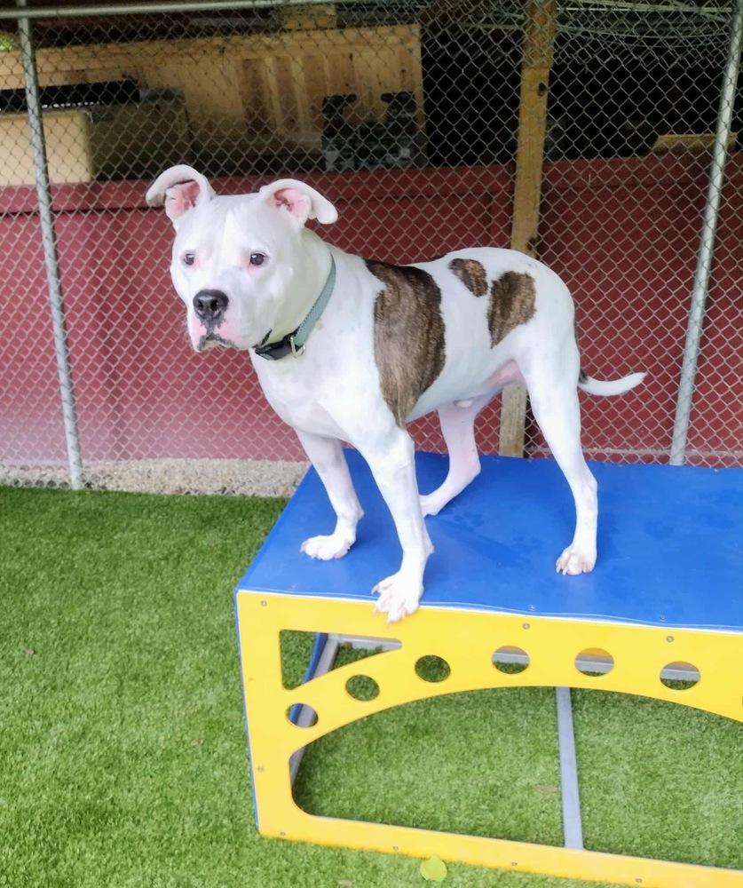 Enlarge Cosmo, a Adoptable mixed breed in Brewster , NY image 3/6