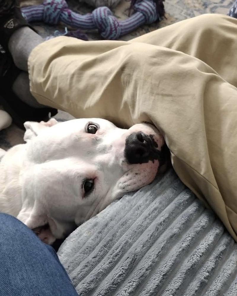 Enlarge Cosmo, a Adoptable mixed breed in Brewster , NY image 5/6