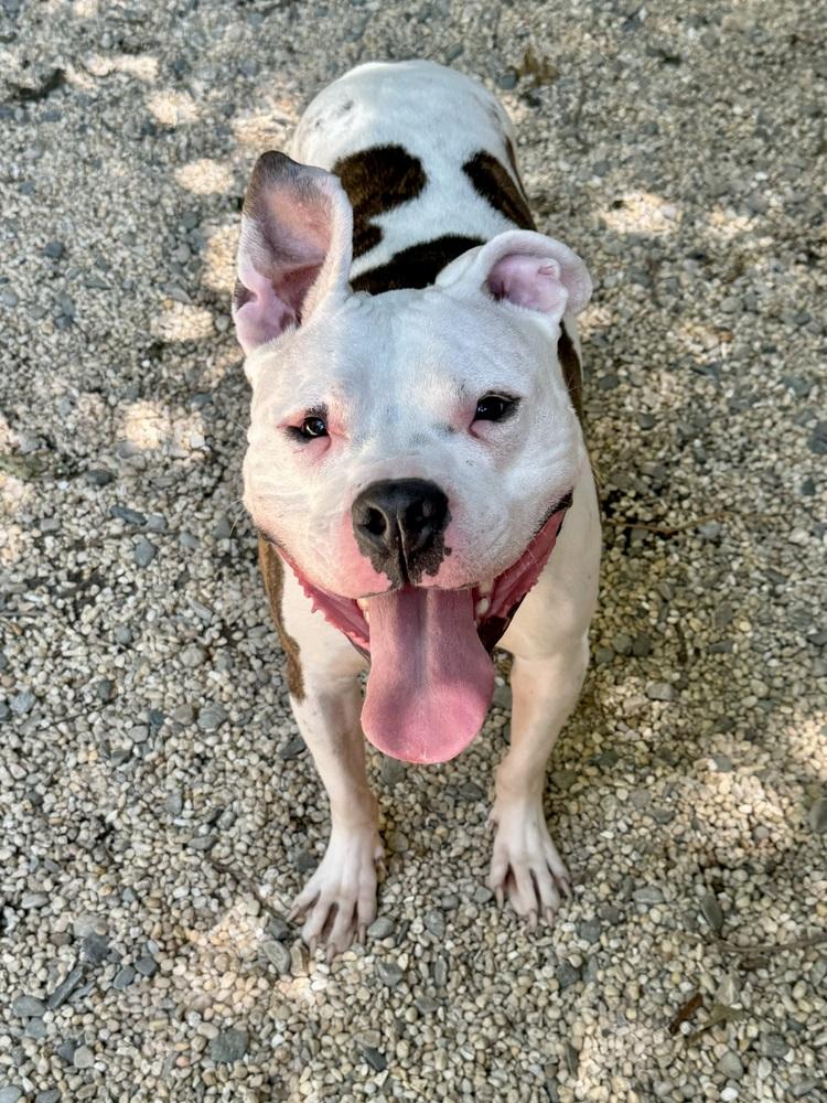 Enlarge Cosmo, a Adoptable mixed breed in Brewster , NY image 6/6