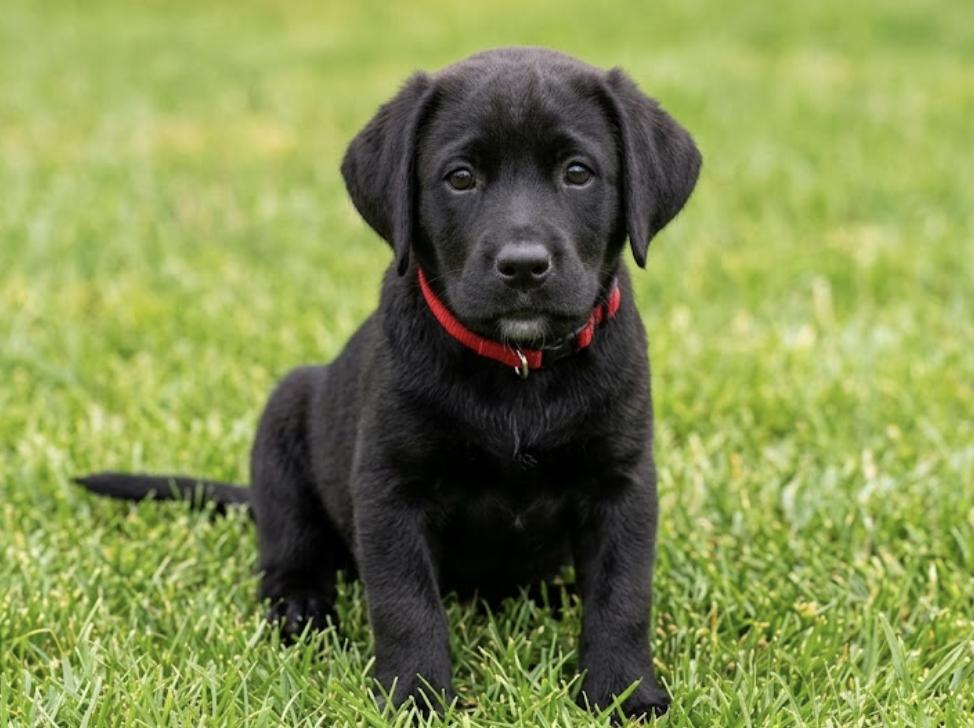 DeBrusker / Mario, Adoptable, Puppy Male Labrador Retriever & Dalmatian.