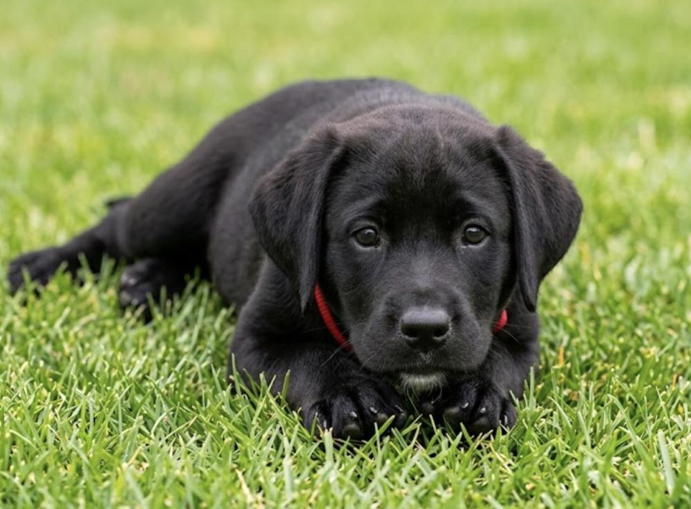 Enlarge DeBrusker / Mario, a Adoptable mixed breed in Broomfield, CO image 2/4
