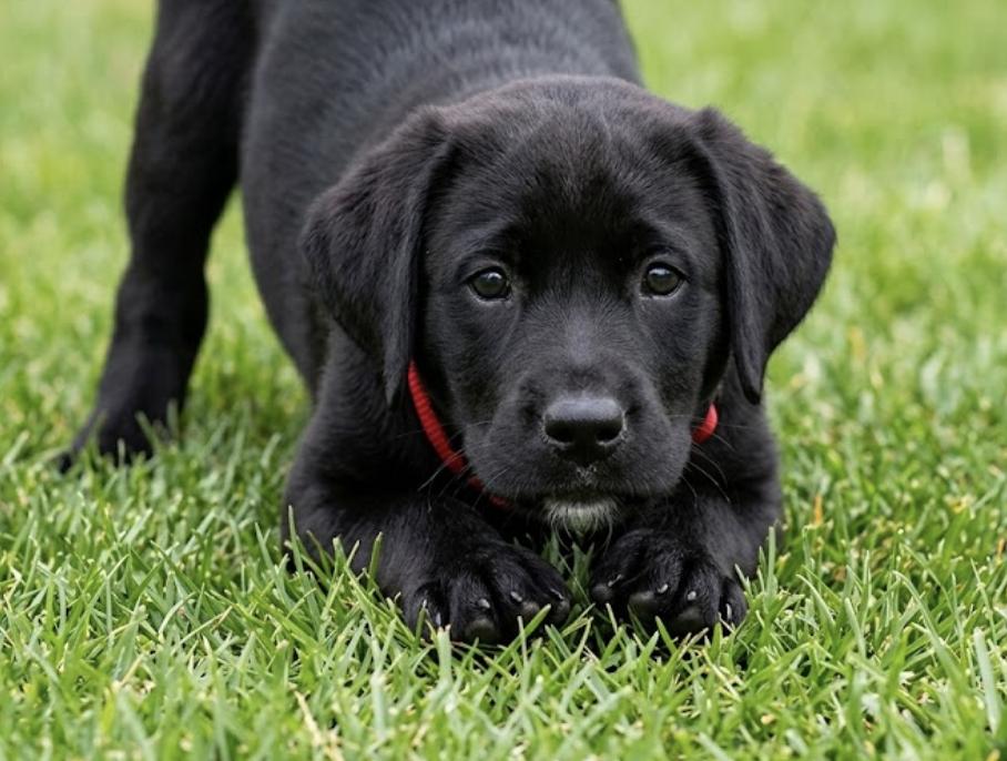 Enlarge DeBrusker / Mario, a Adoptable mixed breed in Broomfield, CO image 4/4