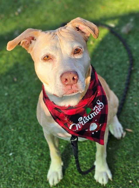 Enlarge DEBBIE, a Adoptable Mixed Breed in Palmetto, FL image 1/1