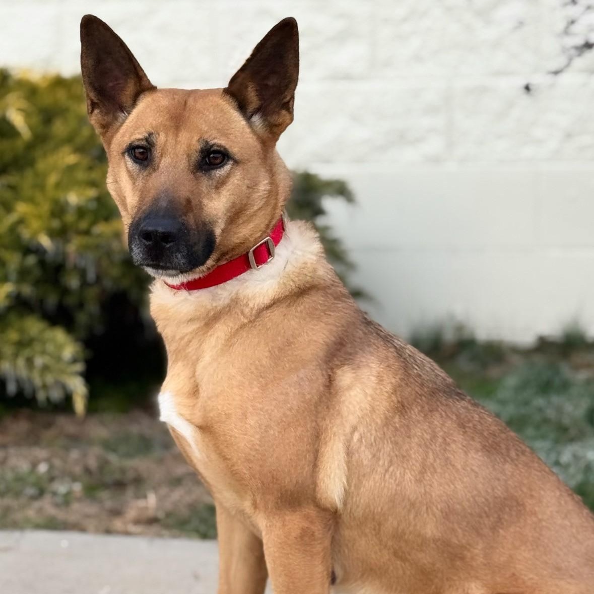 Precious, ADOPTABLE, Adult Female Shepherd & Belgian Shepherd / Malinois.