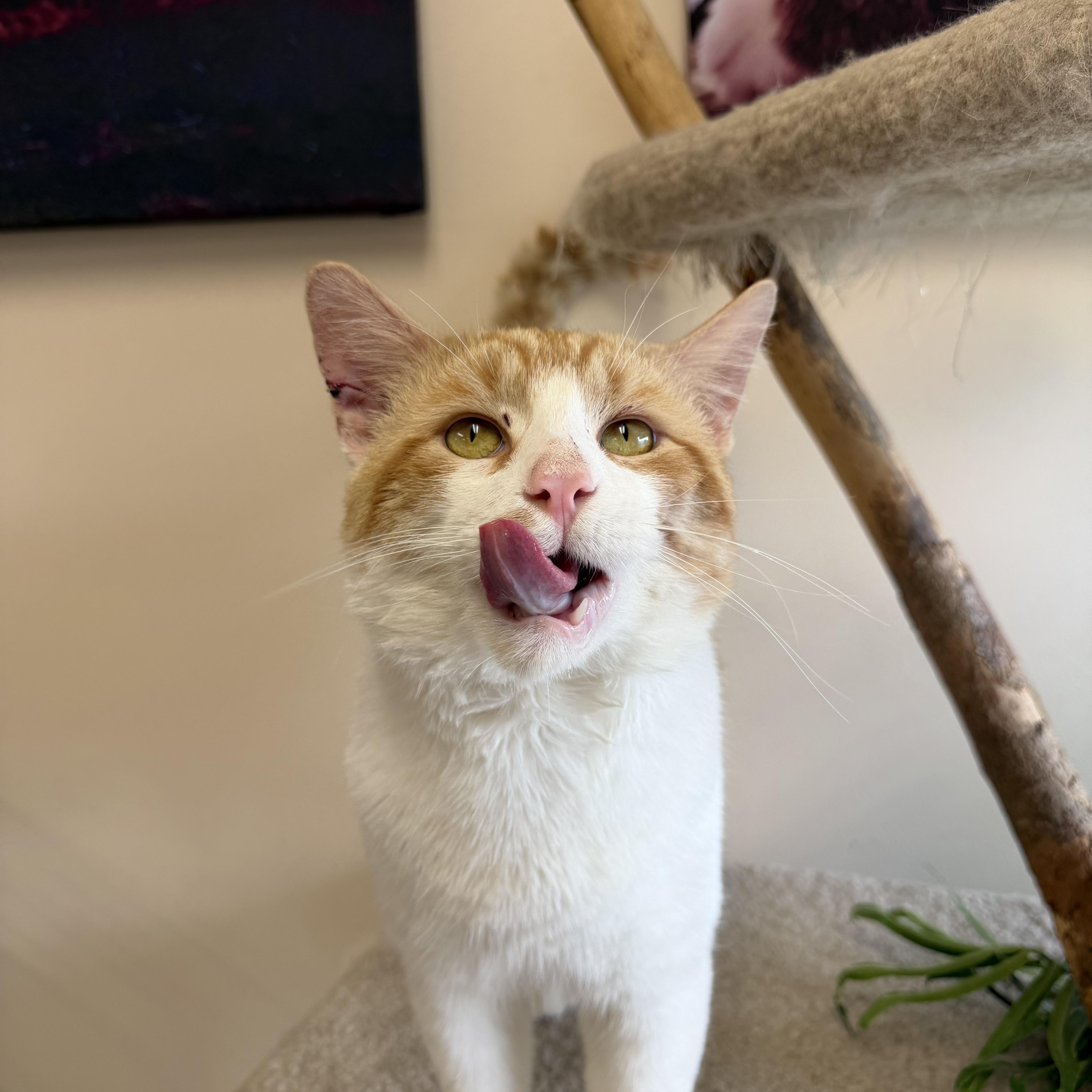 Enlarge Clyde, an adopted Domestic Short Hair in Madison, WI image 5/6