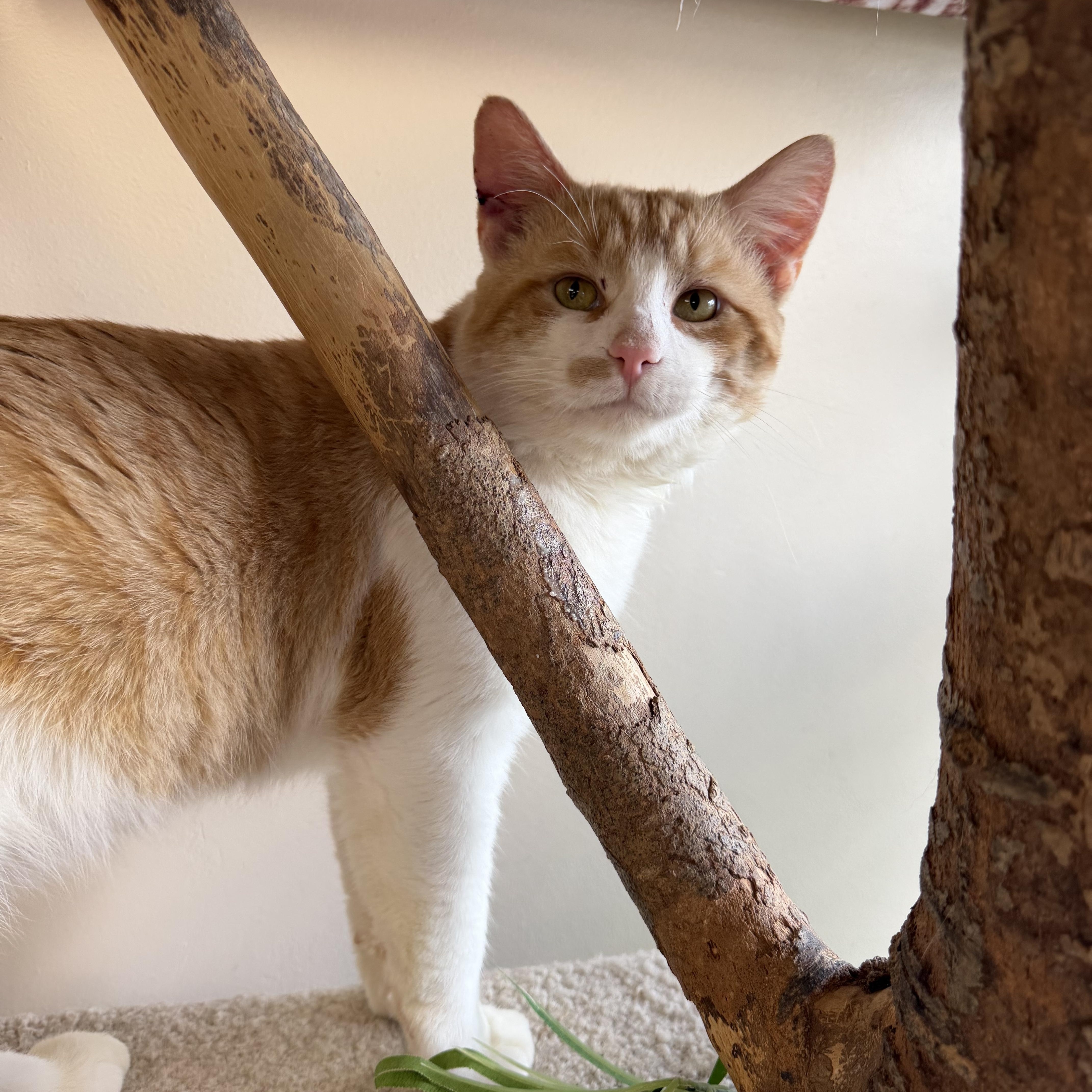 Clyde, adopted, Young Male Domestic Short Hair.