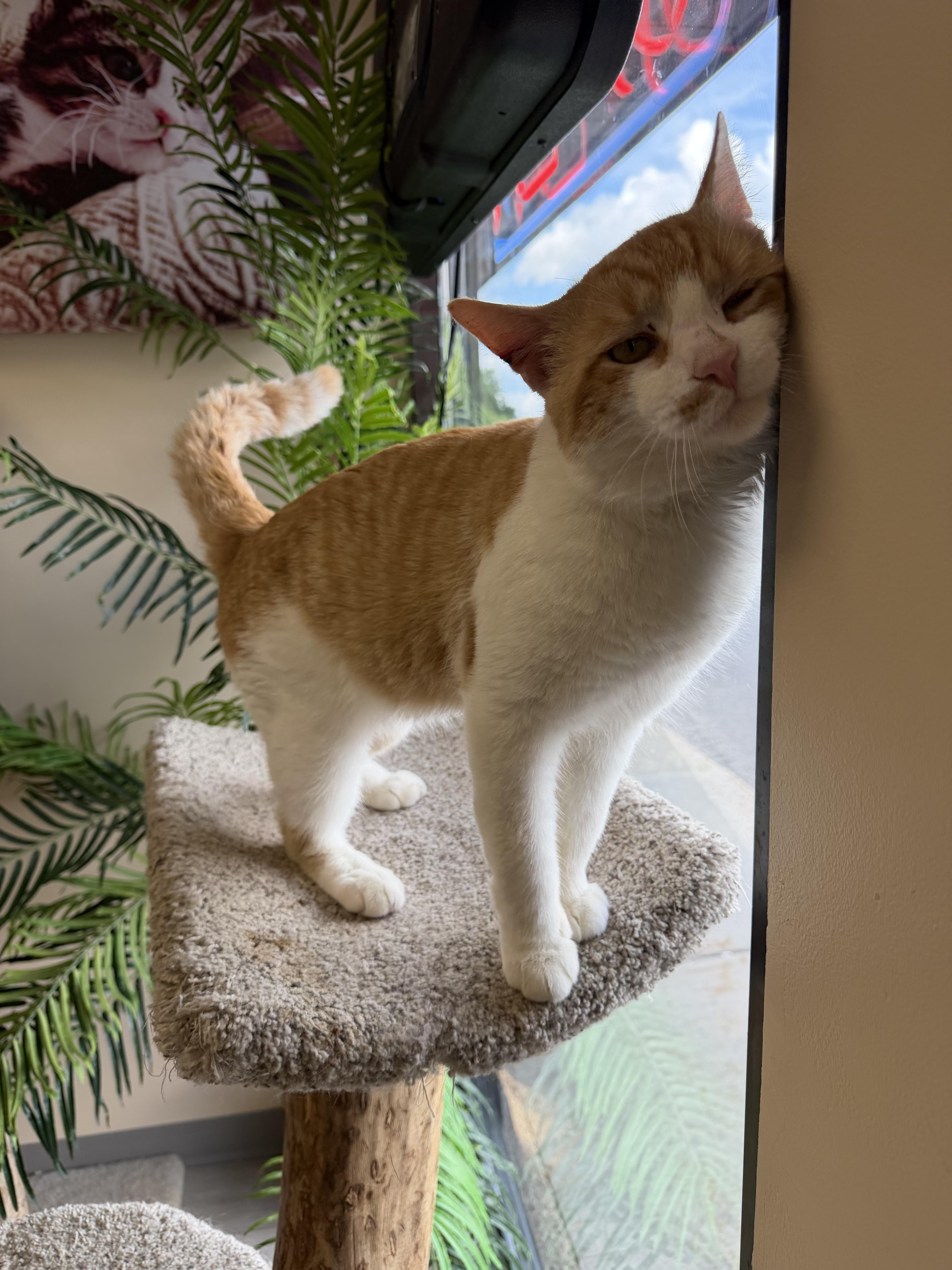 Enlarge Clyde, an adopted Domestic Short Hair in Madison, WI image 2/6