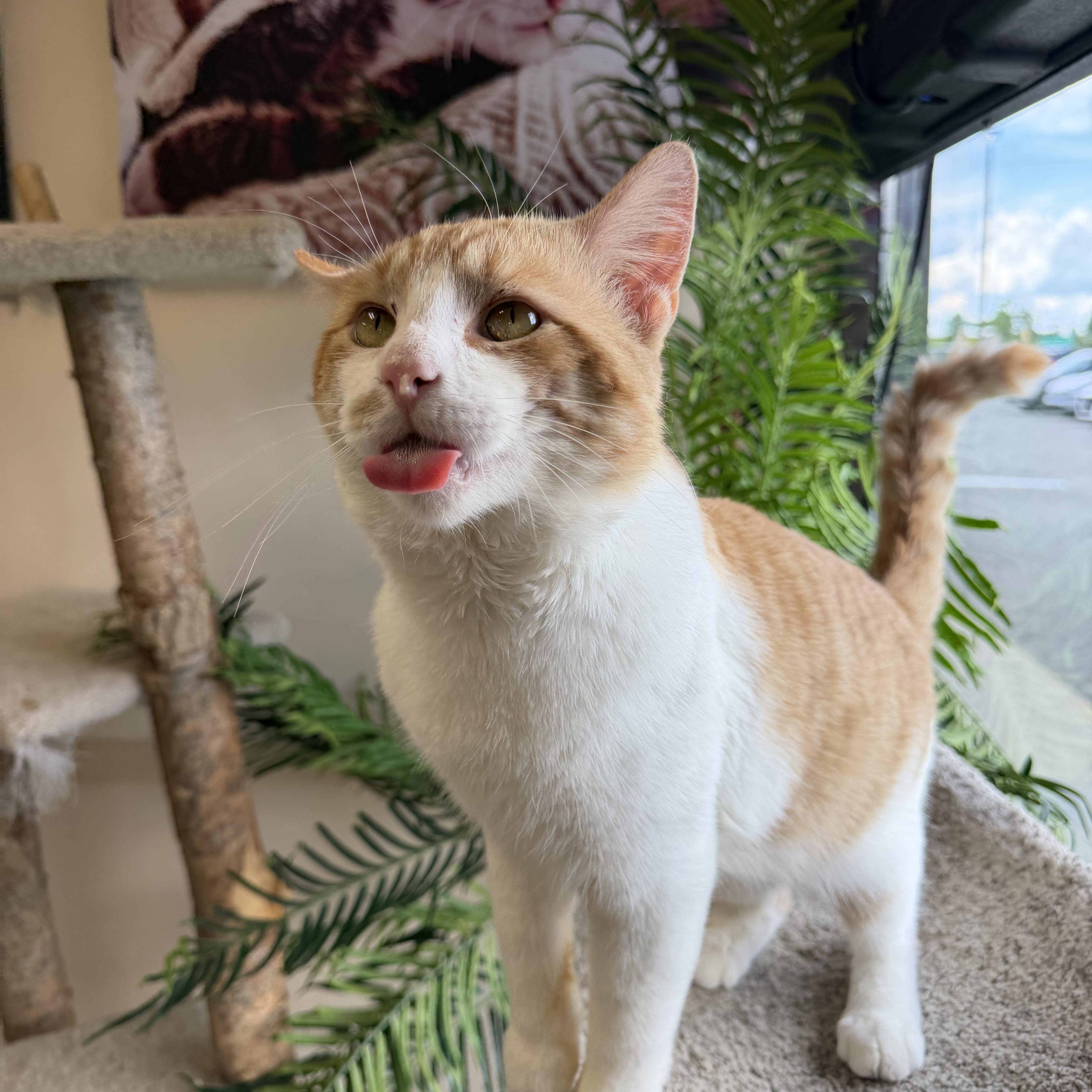 Enlarge Clyde, an adopted Domestic Short Hair in Madison, WI image 3/6