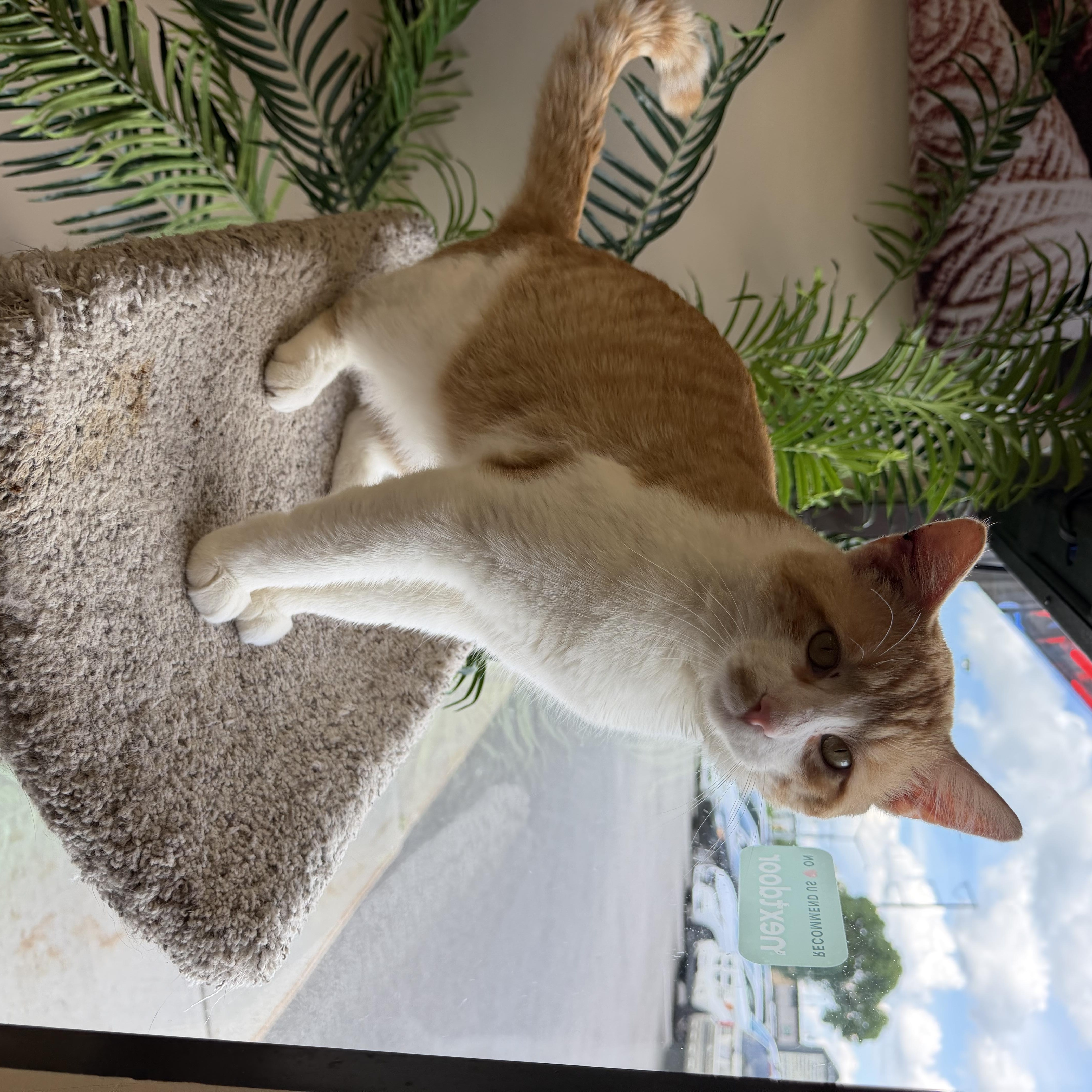 Enlarge Clyde, an adopted Domestic Short Hair in Madison, WI image 6/6