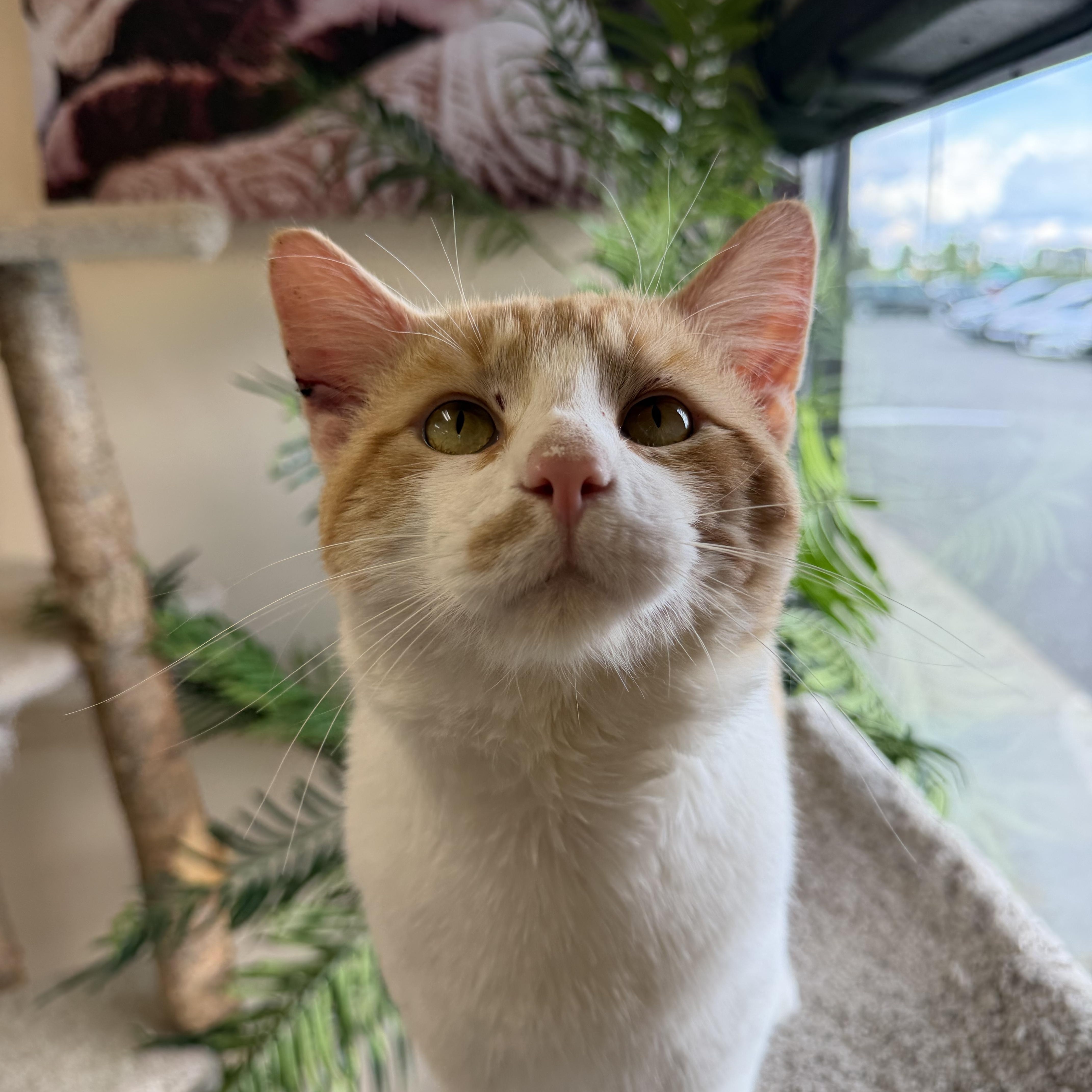 Enlarge Clyde, an adopted Domestic Short Hair in Madison, WI image 4/6