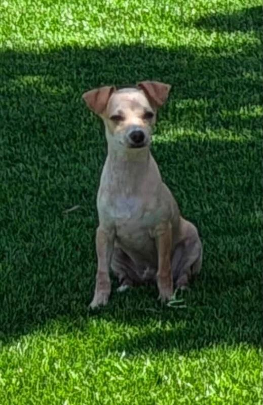 Cyprus, ADOPTABLE, Puppy Male Mixed Breed.