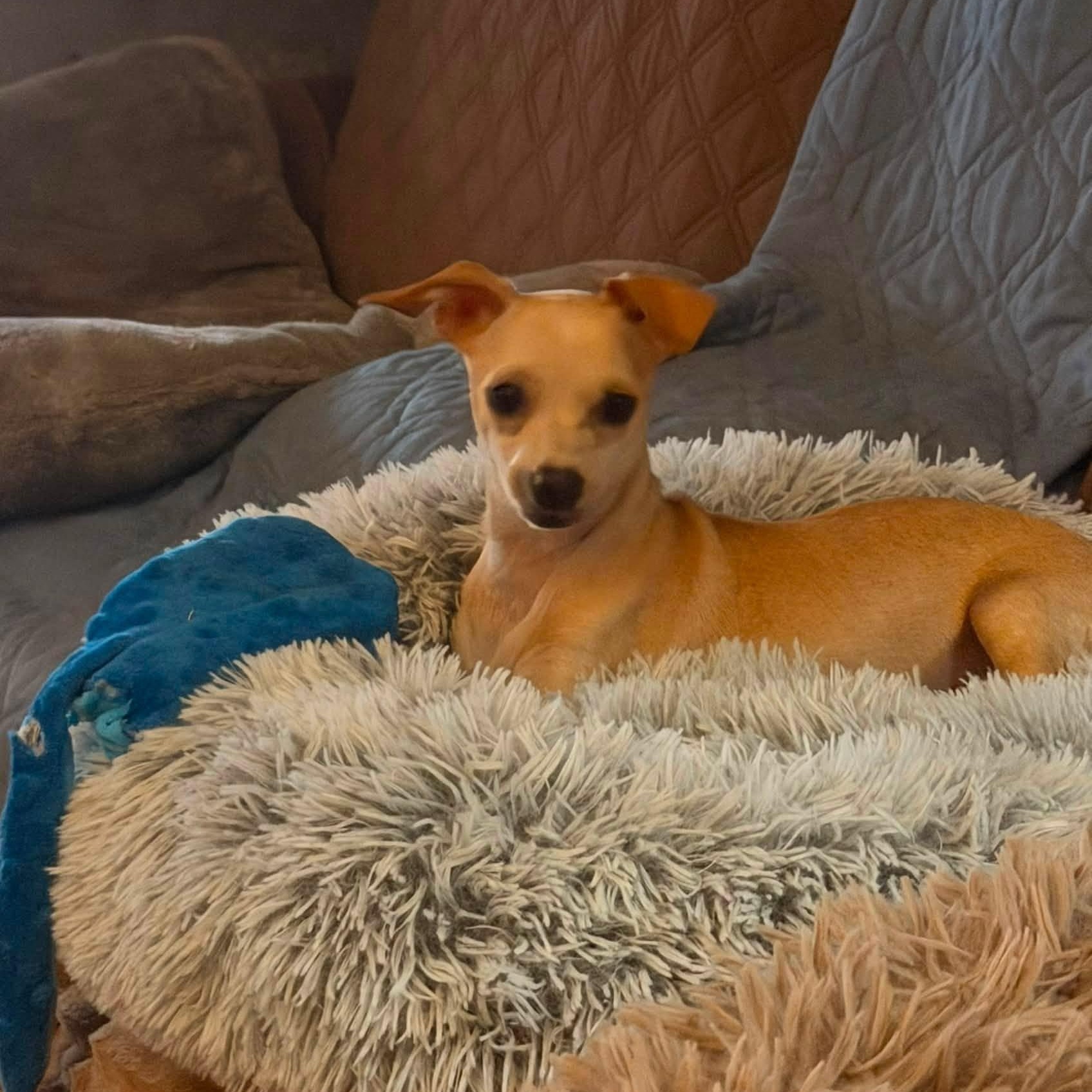 Enlarge Cyprus, a ADOPTABLE Mixed Breed in Chino valley, AZ image 2/5