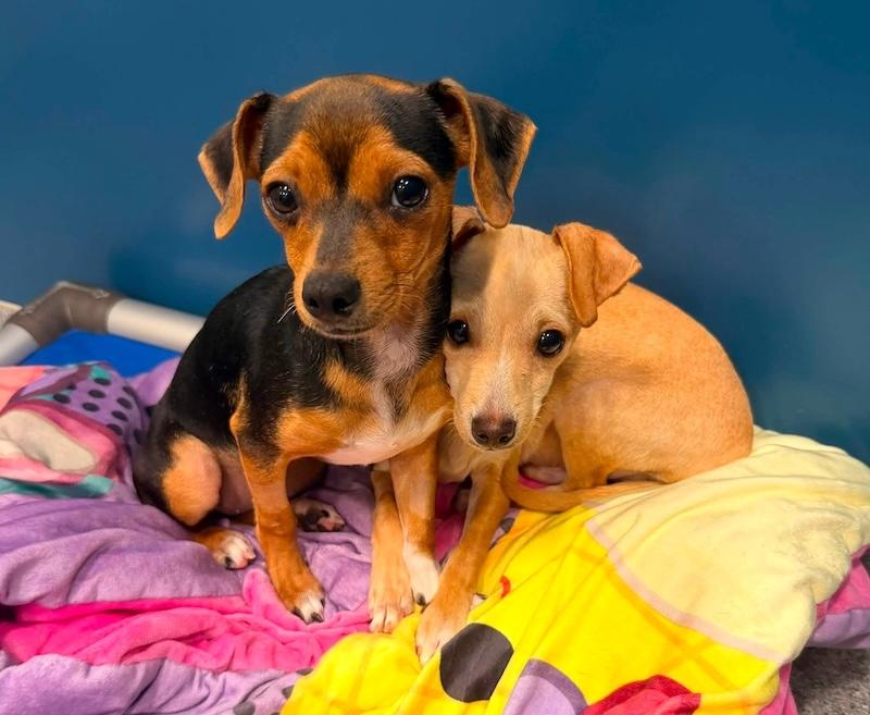 Enlarge Cyprus, a ADOPTABLE Mixed Breed in Chino valley, AZ image 3/5