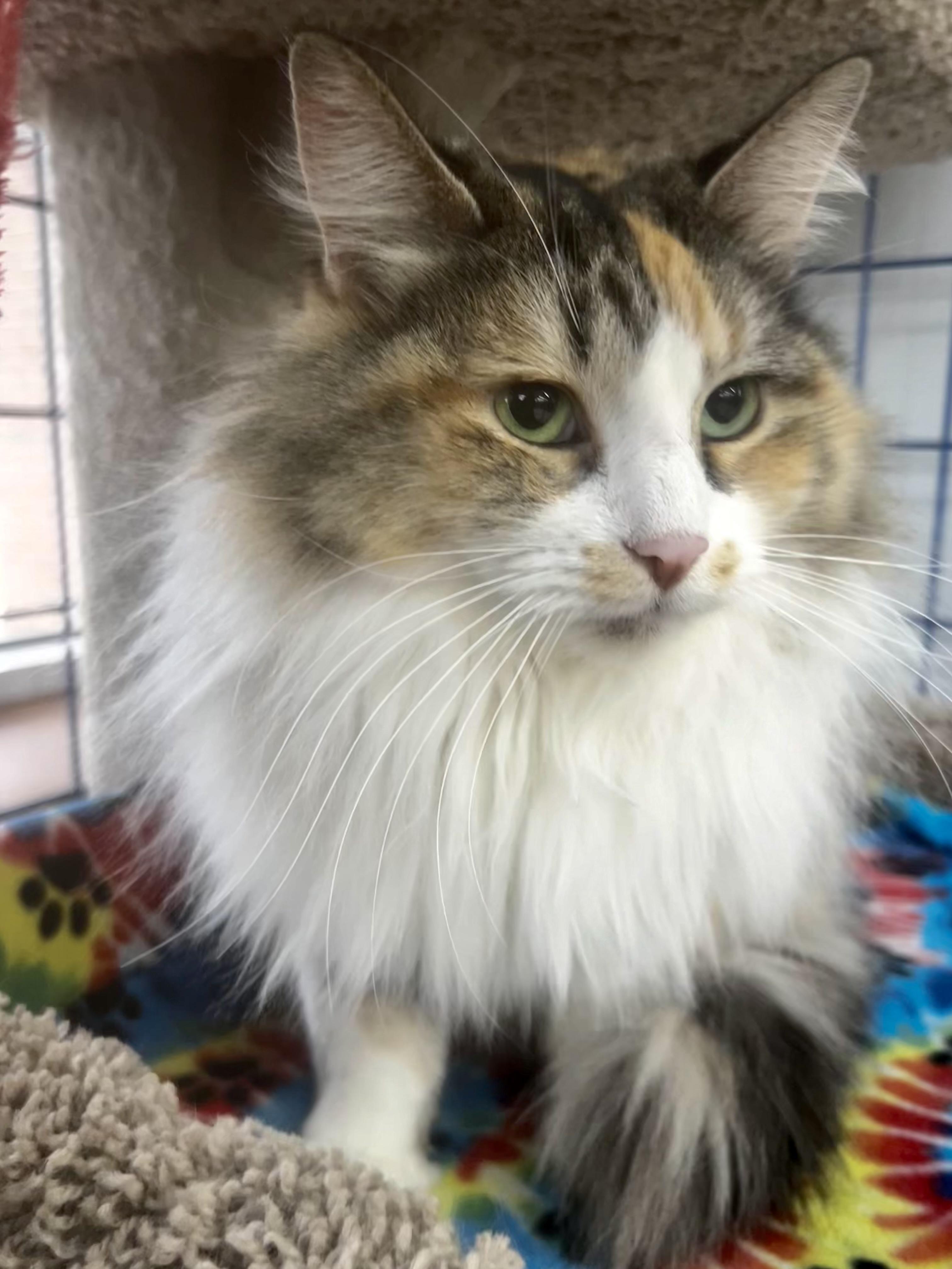 Enlarge Genevieve - CHOW HOUND - ADOPTION PENDING!, an adopted Calico in Grand Rapids, MI image 6/6