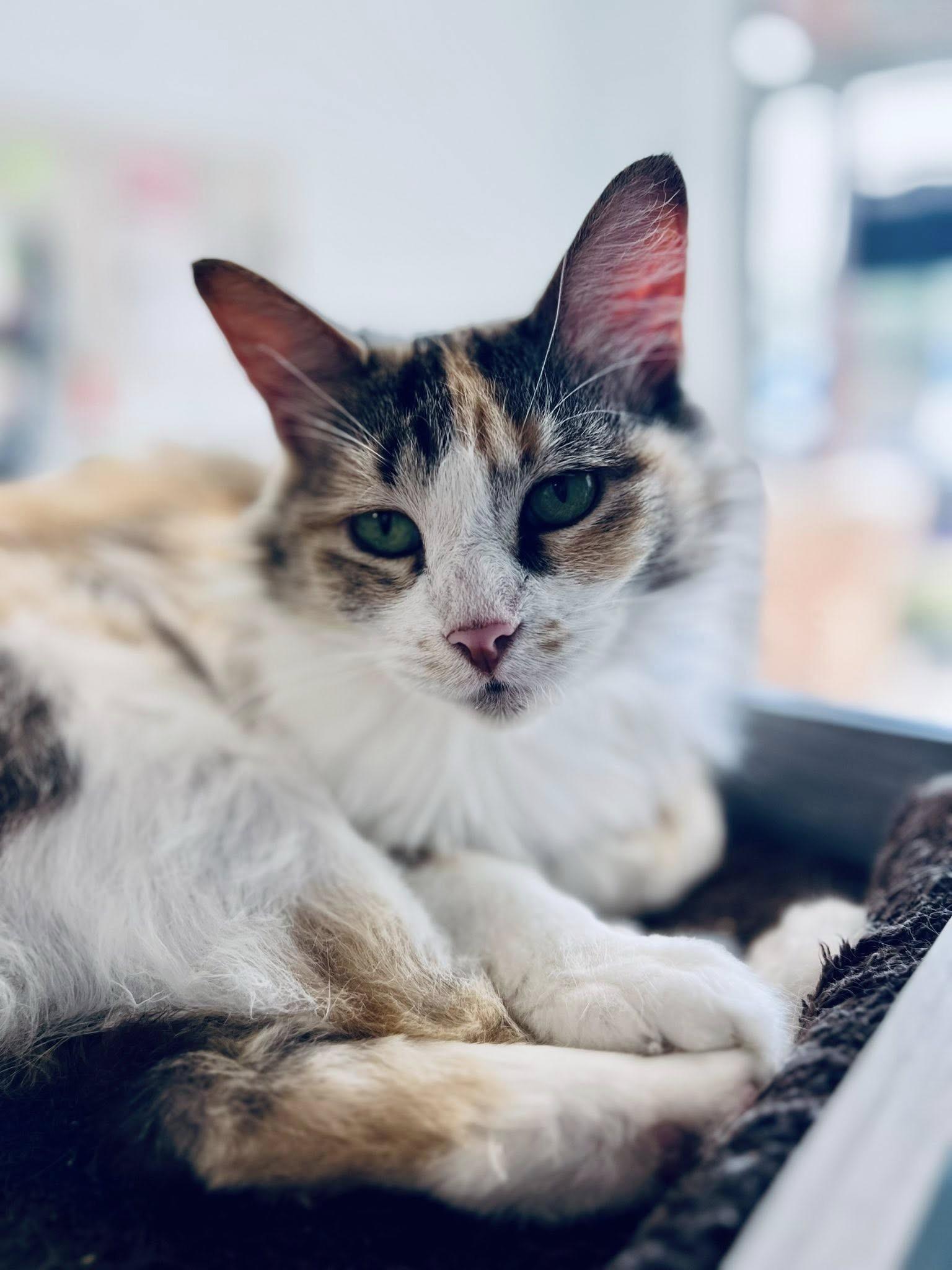 Enlarge Genevieve - CHOW HOUND - ADOPTION PENDING!, an adopted Calico in Grand Rapids, MI image 2/6