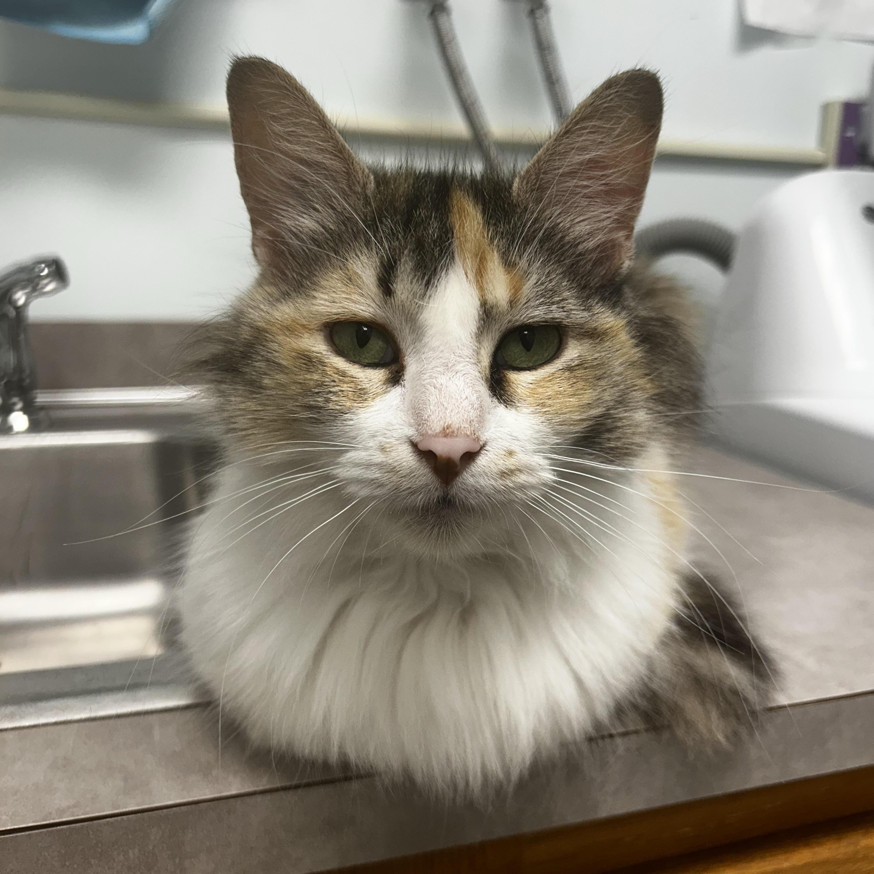 Enlarge Genevieve - CHOW HOUND - ADOPTION PENDING!, an adopted Calico in Grand Rapids, MI image 3/6