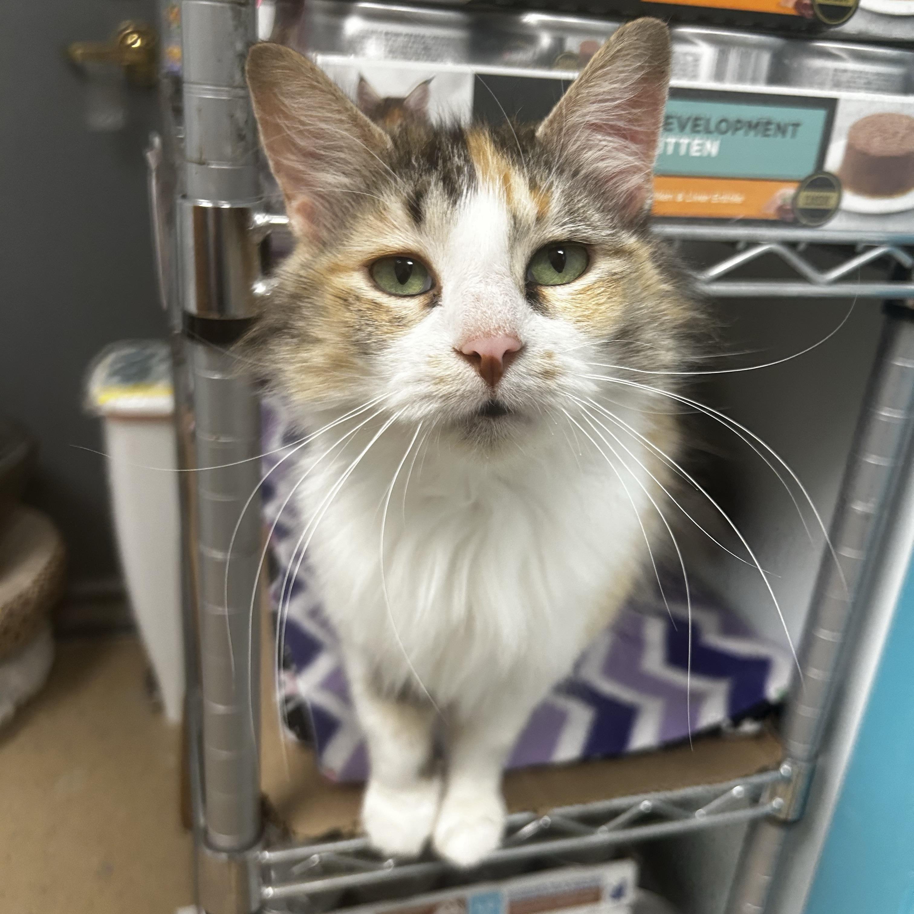 Enlarge Genevieve - CHOW HOUND - ADOPTION PENDING!, an adopted Calico in Grand Rapids, MI image 4/6