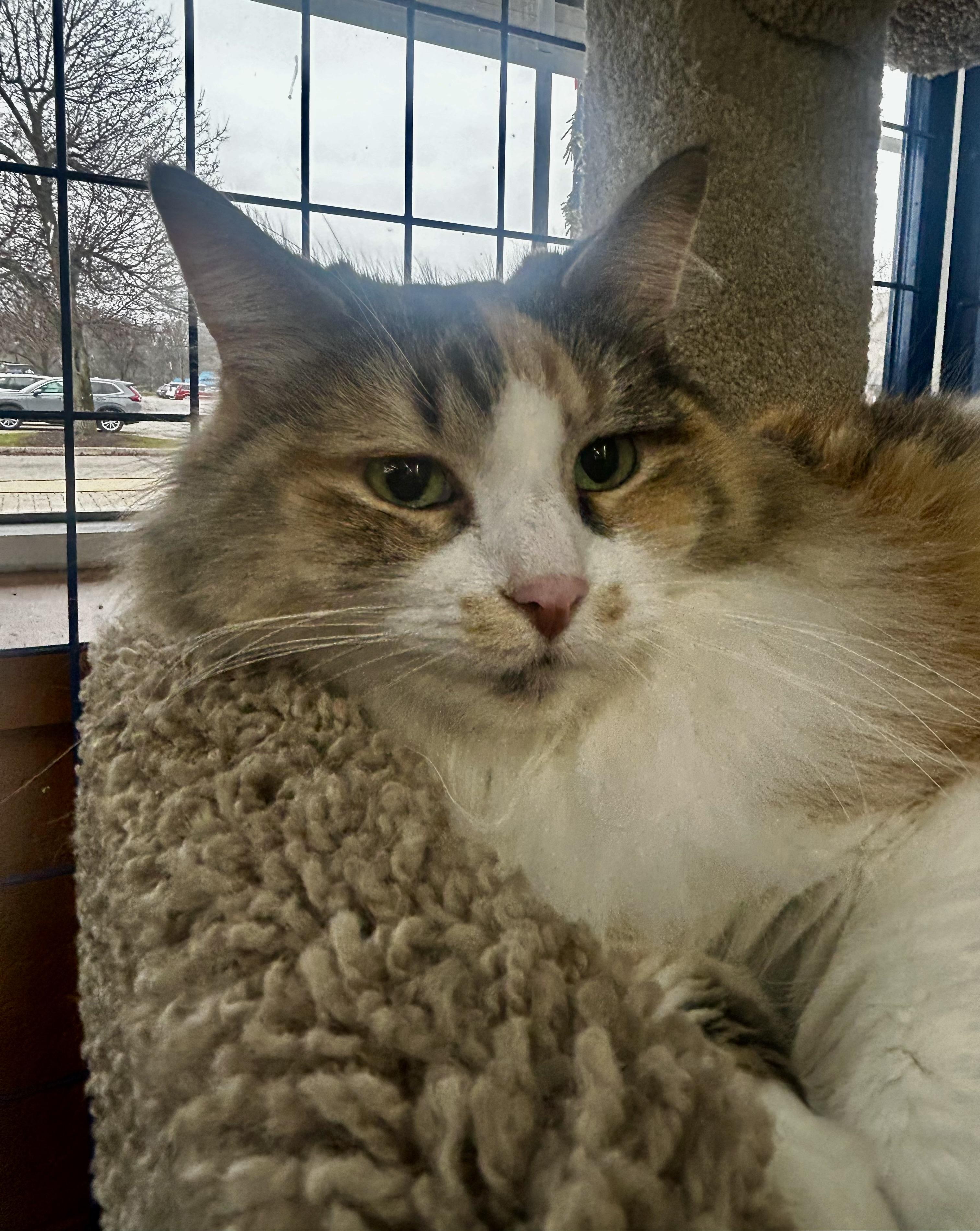 Genevieve - CHOW HOUND - ADOPTION PENDING!, adopted, Adult Female Calico.