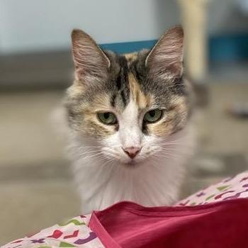 Enlarge Genevieve - CHOW HOUND - ADOPTION PENDING!, an adopted Calico in Grand Rapids, MI image 5/6