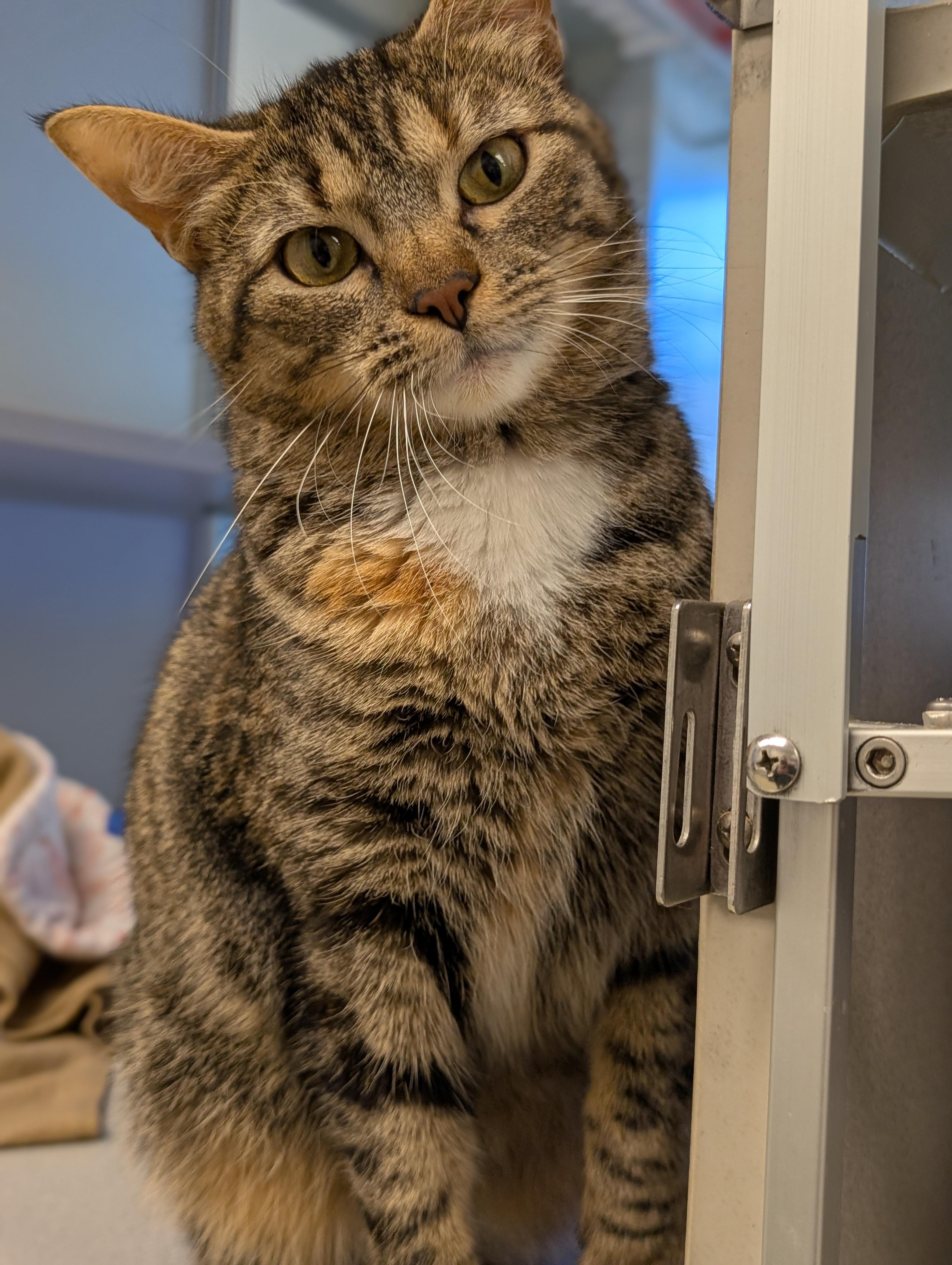 Anamaria, a Adoptable Domestic Short Hair in Cedar Rapids, IA image 1/2