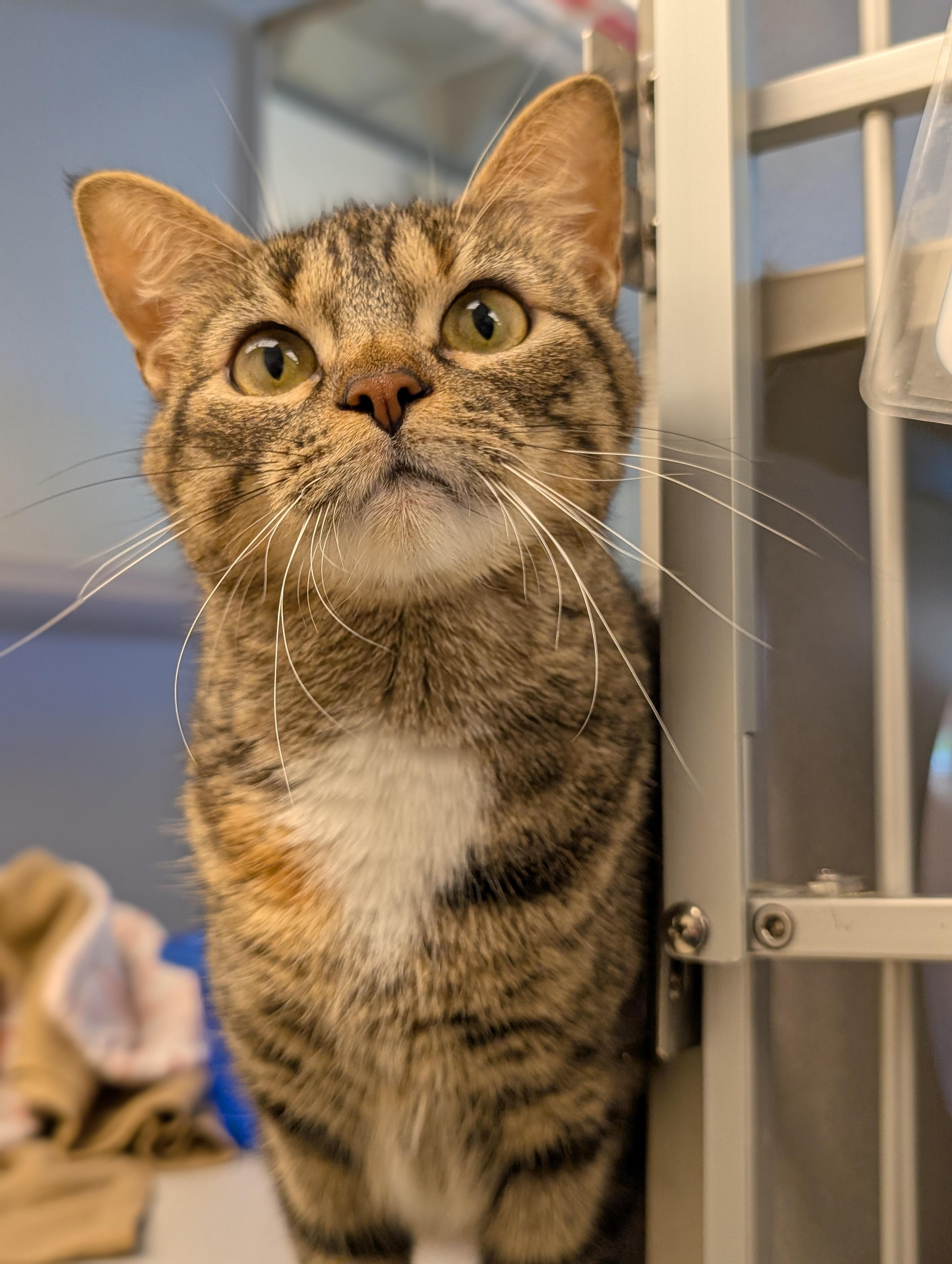 Anamaria, a Adoptable Domestic Short Hair in Cedar Rapids, IA image 2/2