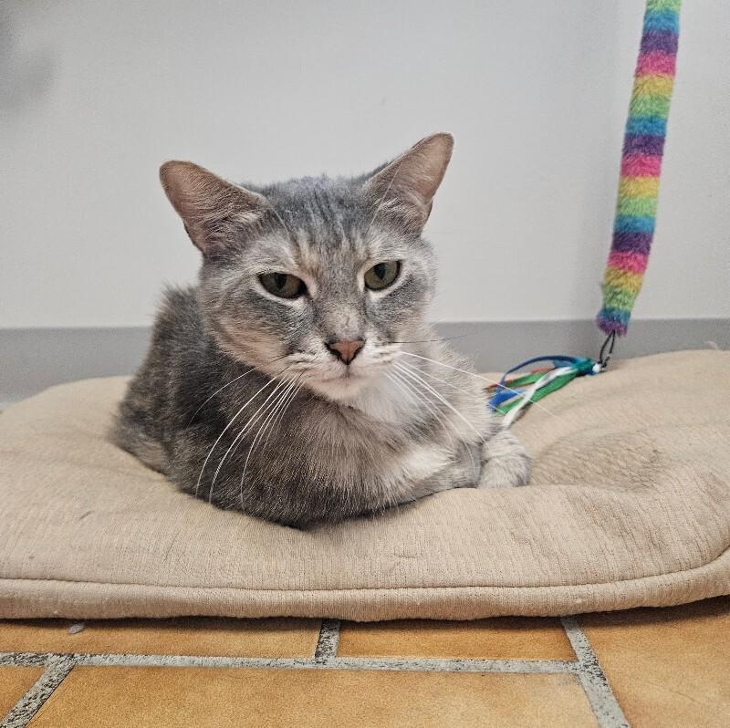 Grey, Adoptable, Adult Female Domestic Short Hair.