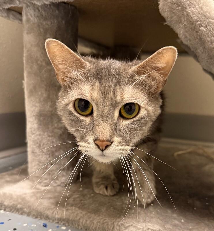Grey, Adoptable, Adult Female Domestic Short Hair.