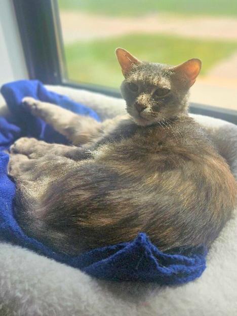 Enlarge Grey, a Adoptable Domestic Short Hair in Yankton, SD image 2/3