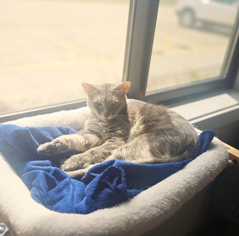 Enlarge Grey, a Adoptable Domestic Short Hair in Yankton, SD image 3/3