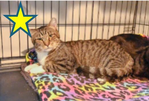 Stripes, a Adoptable Domestic Short Hair in Hampstead, NC image 2/2
